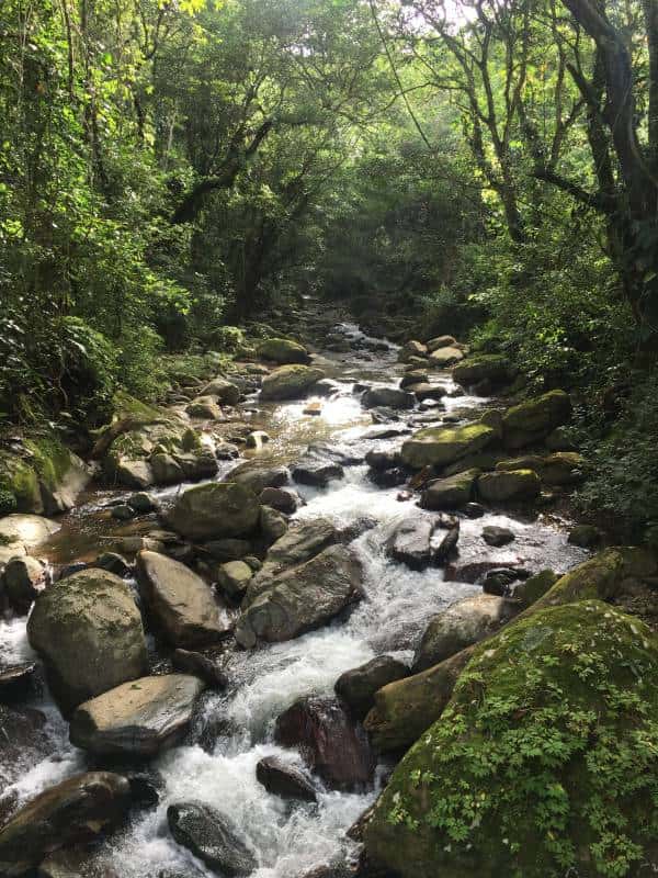 Creek & Forest Ambience | 1 Hour Relaxation