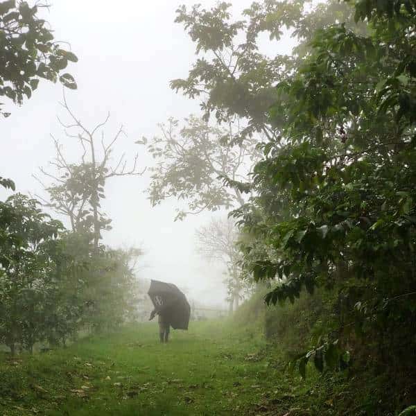 Morning Rain at La Palma