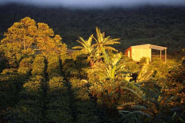 Sunset Birds | 1 Hour Cloud Forest Golden Hour