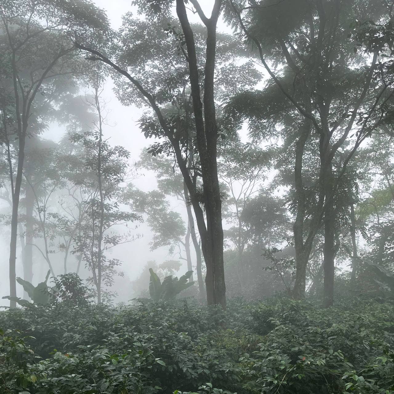 Cloud forest road at La Palma & El Tucán