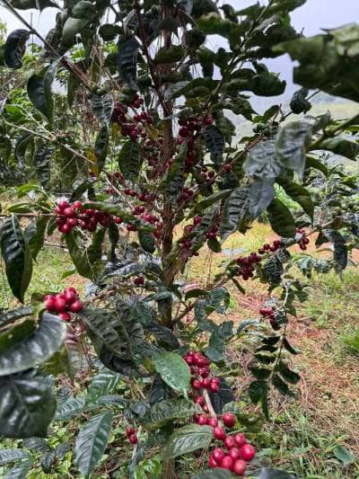 Coffee cherries at La Palma & El Tucán