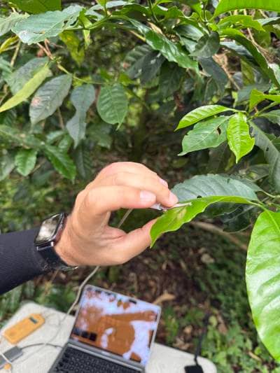 HILA biosensor on coffee leaf