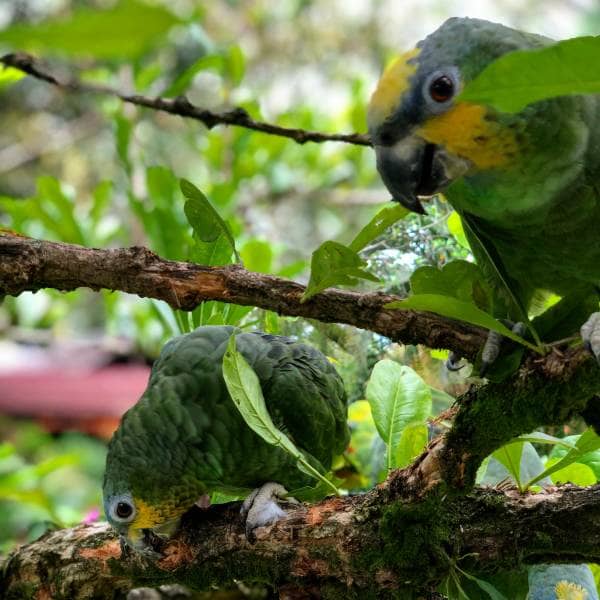 Cloud Forest Birds | 1 Hour Focus Ambient