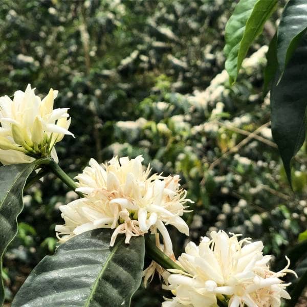 Geisha Plant Bioelectrics | La Palma & El Tucán