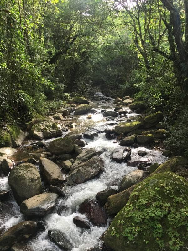 Creek & Forest Ambience | 1 Hour Relaxation