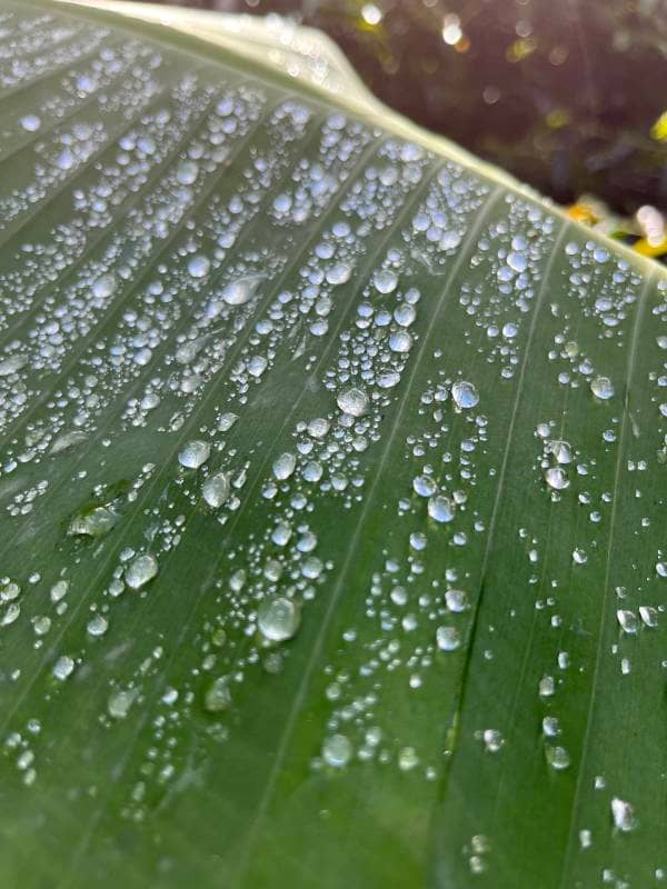 Focus Banano | 1 Hour Polyculture Ambient for Deep Work