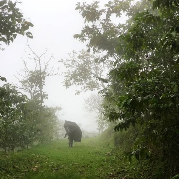 Morning Rain at La Palma