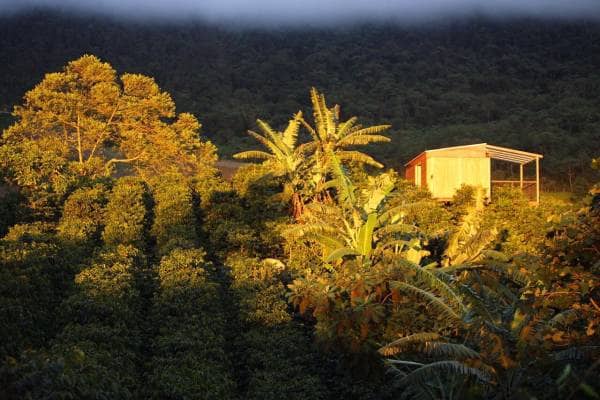 Sunset Birds | 1 Hour Cloud Forest Golden Hour