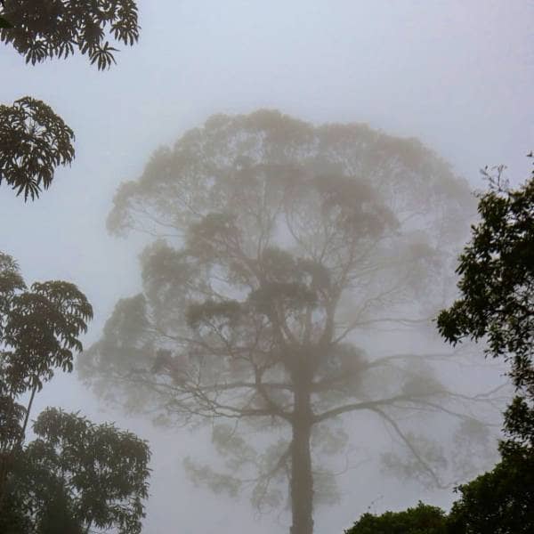 Meditation Chachafruto | 1 Hour Bioelectric Breathing Soundscape