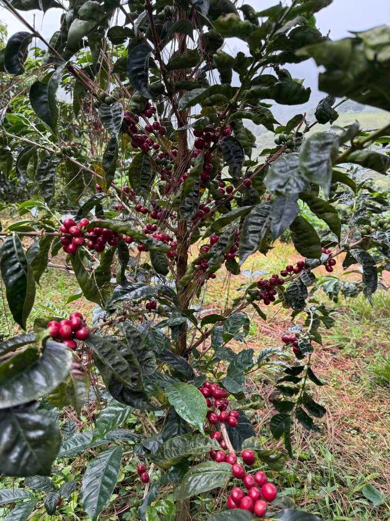 Plant music session at La Palma & El Tucán