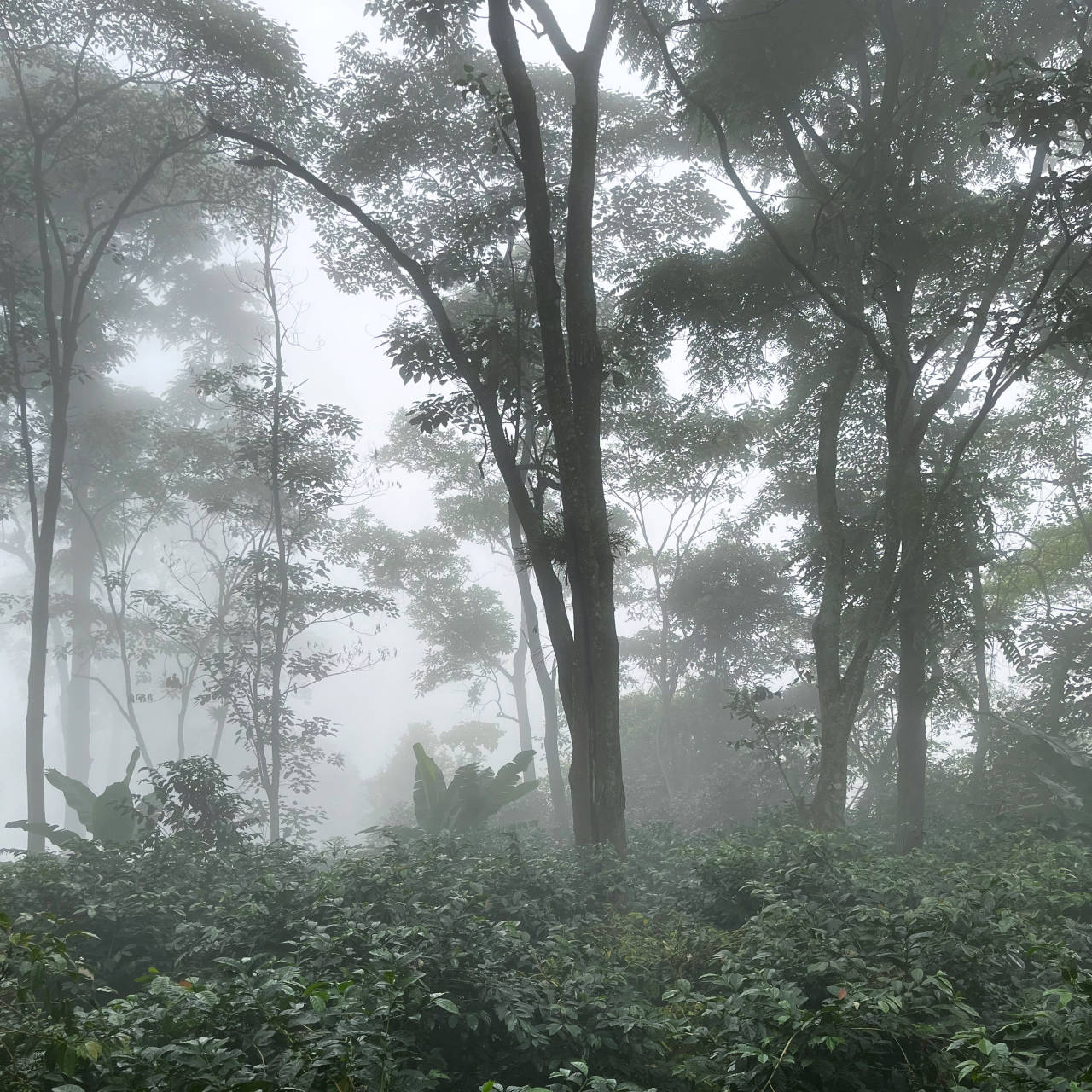La Palma & El Tucán aerial view — cloud forest coffee farm in Colombia