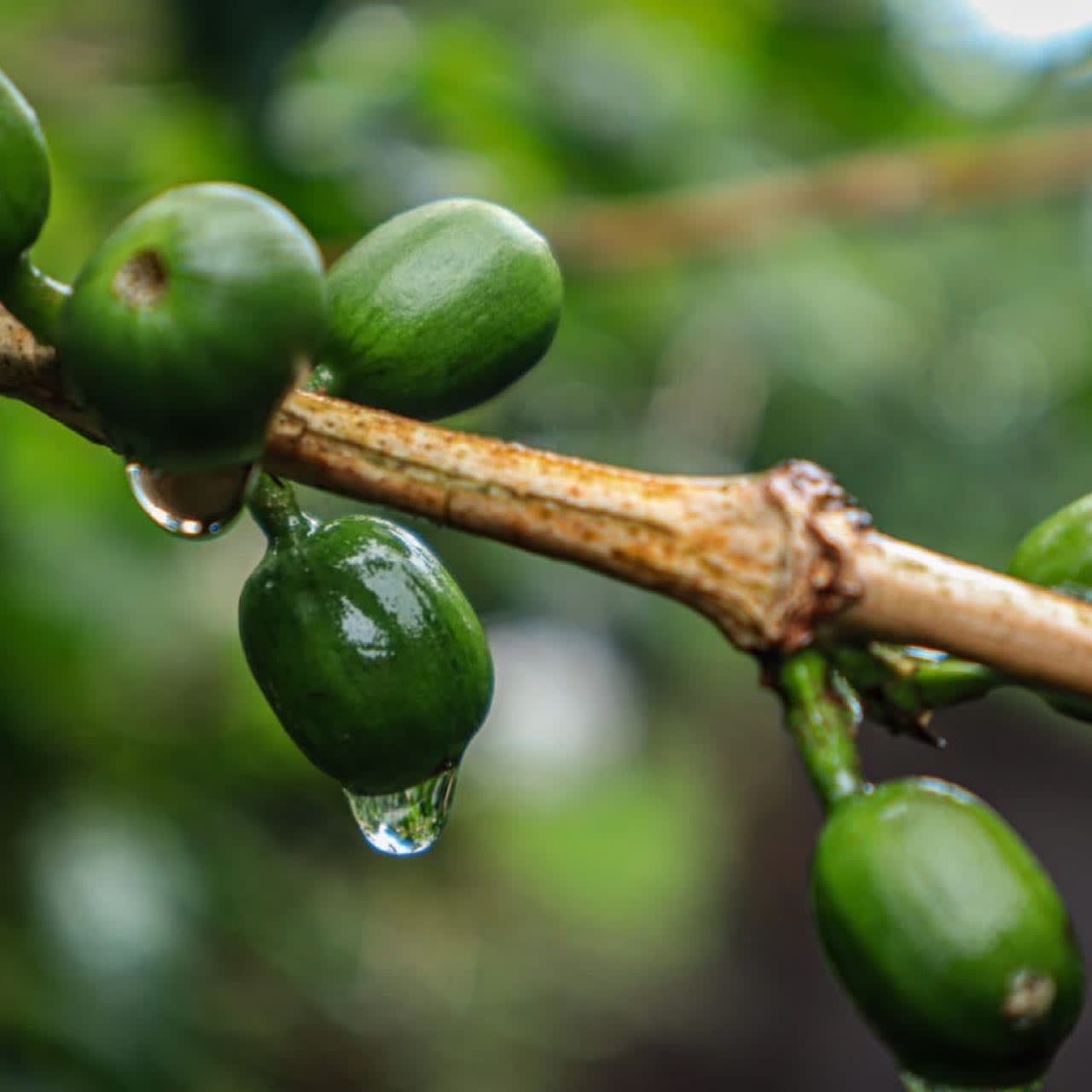 Java coffee cherries with morning dew at La Palma & El Tucán, Colombia