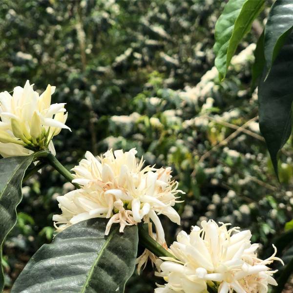 Geisha Plant Bioelectrics | La Palma & El Tucán cover art