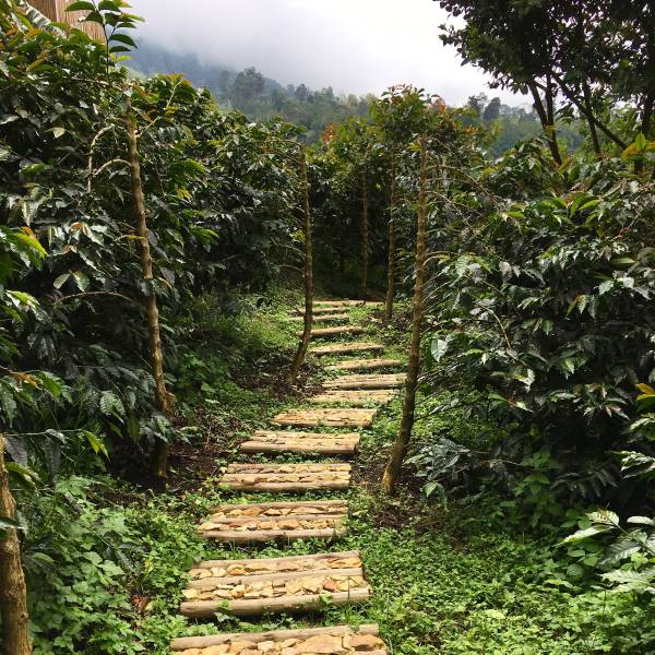 Focus Sidra | 1 Hour Deep Work Ambient cover art