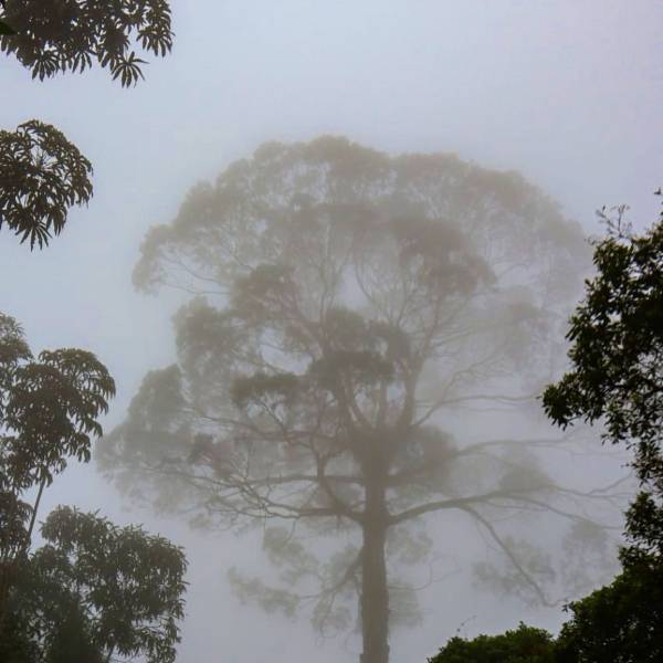 Meditation Chachafruto | 1 Hour Bioelectric Breathing Soundscape cover art