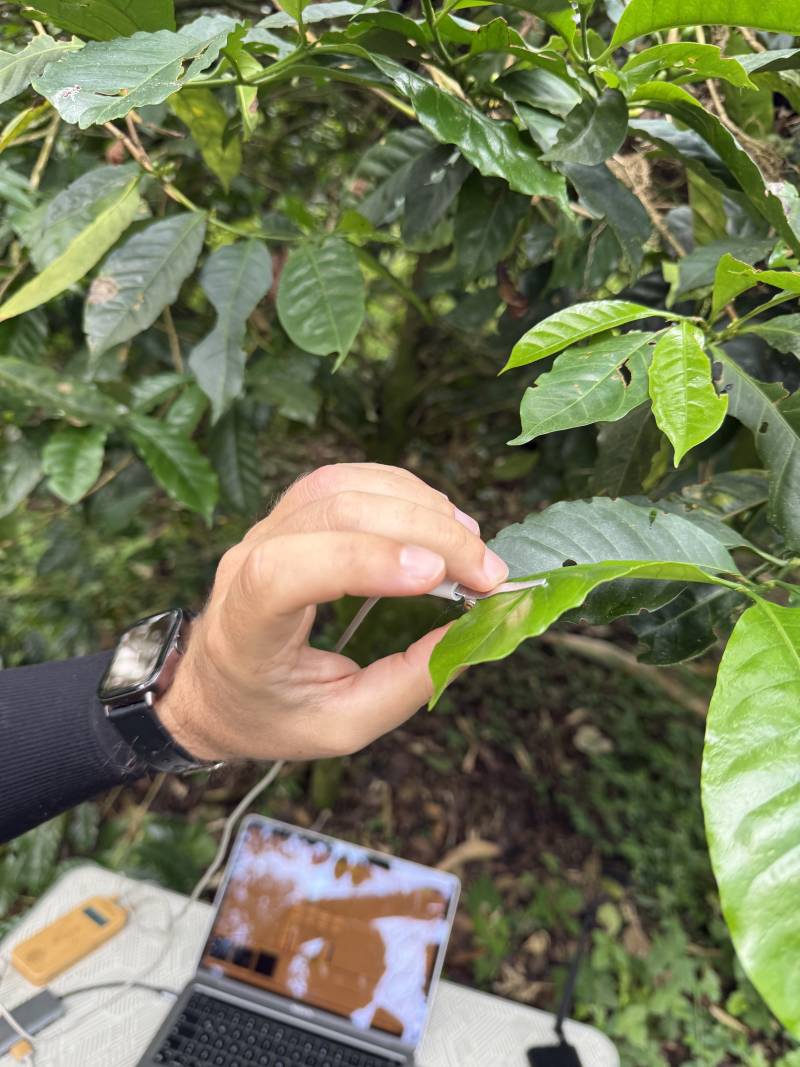 Close-up of HILA biosensor being attached to coffee plant leaf at La Palma & El Tucán